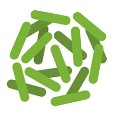Lactobacillus plantarum: rolul „bacteriei benefice” în organism